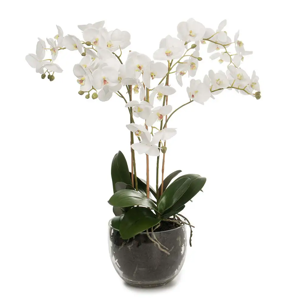 Mr Plant Phalaenopsis Orkidea 70 cm Valkoinen
