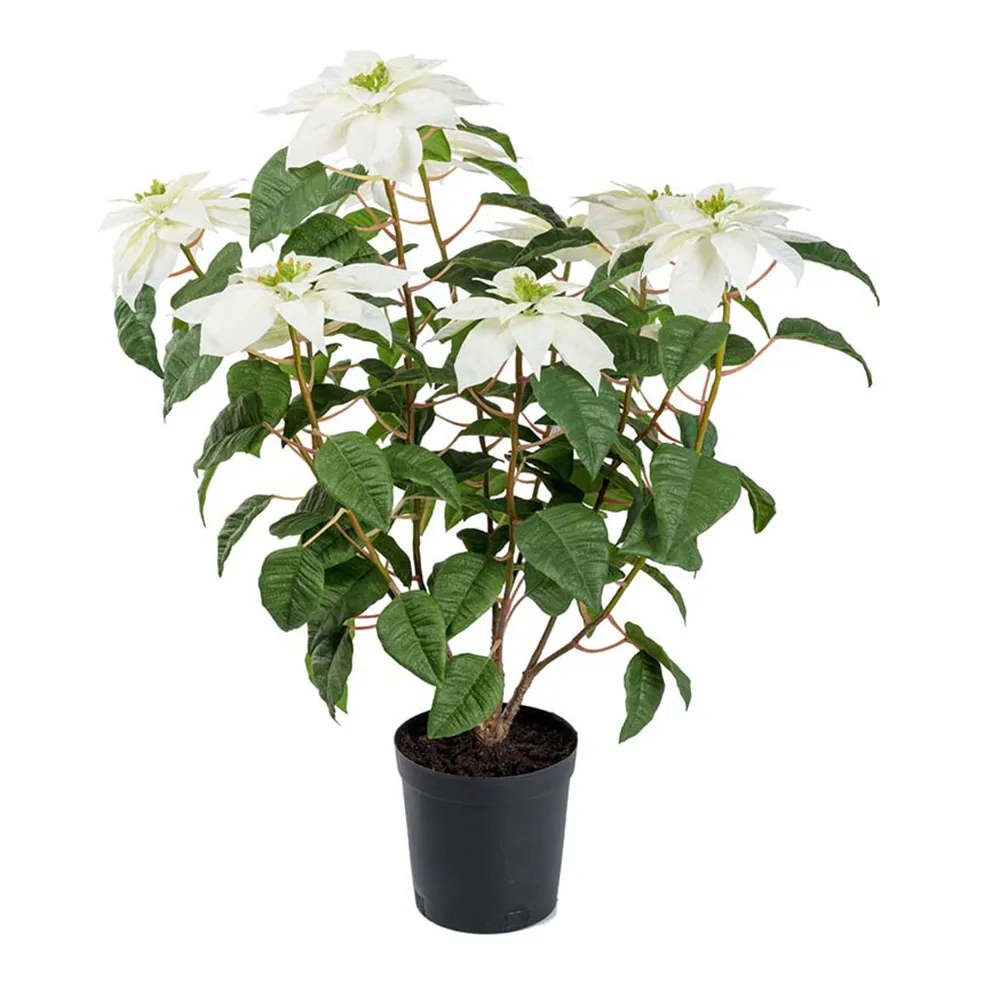 Mr Plant Joulutähti 70 cm Valkoinen
