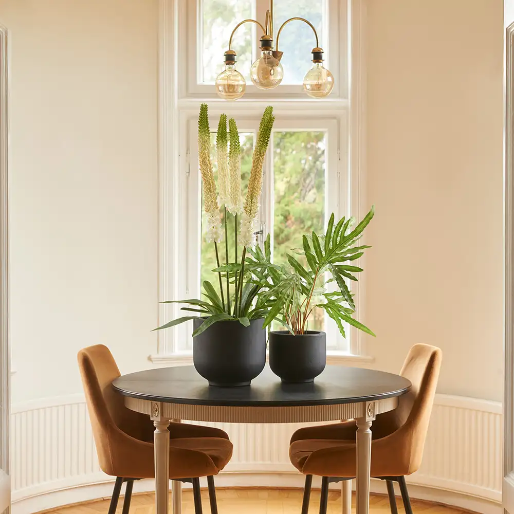 Aroliilia Huonekasvi 95 cm Valkoinen