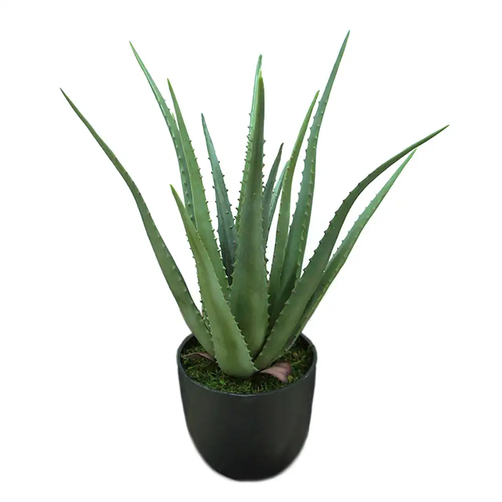 Aloe Huonekasvi 55 cm