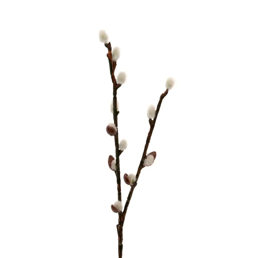 Mr Plant, Pajunoksa 36 cm vihreä