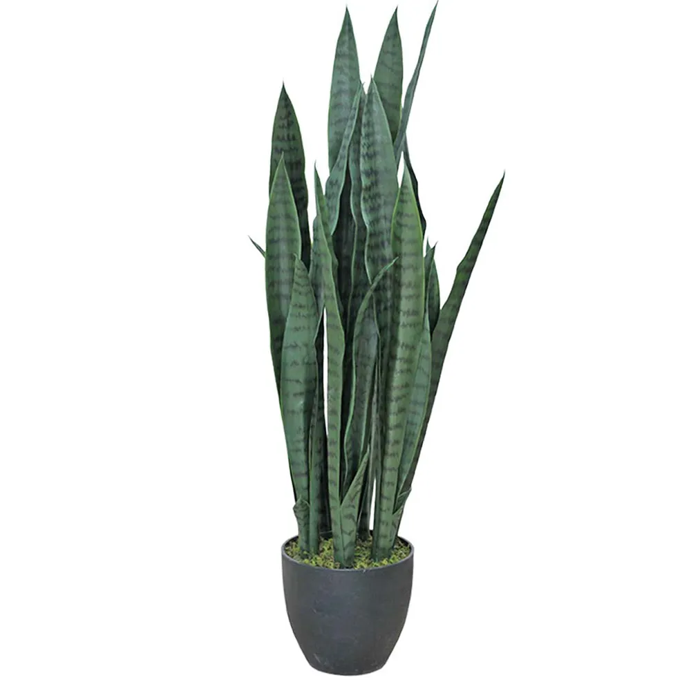 Mr Plant Sansevieria 85 cm