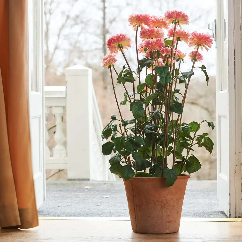 Dahliakasvi 100 cm Vaaleanpunainen