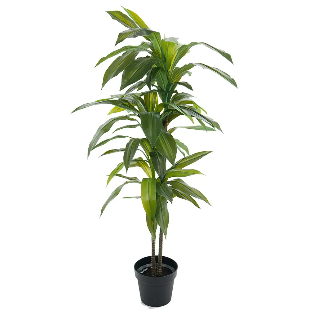 Dracaena Puu 100 cm