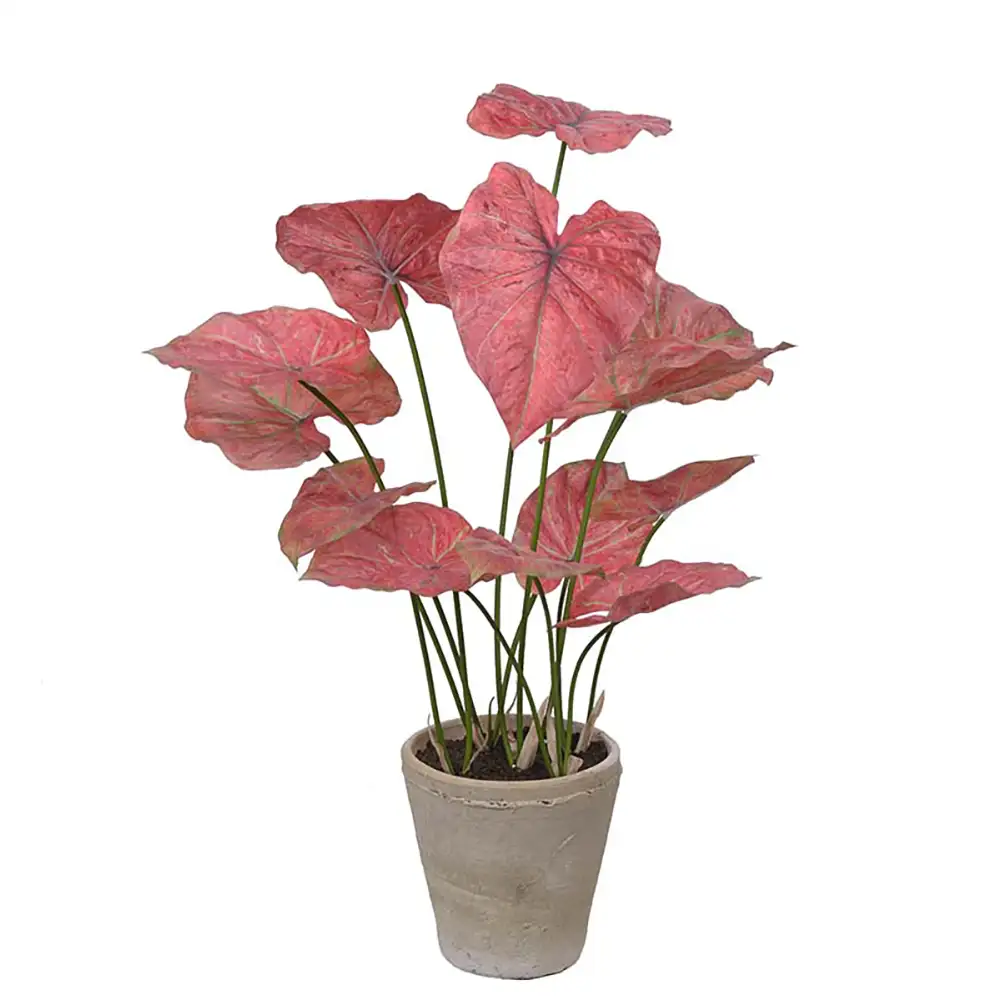 Caladium Huonekasvi 80 cm Pinkki