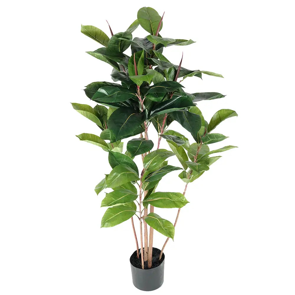 Mr Plant Robusta-viikunapuu 120 cm