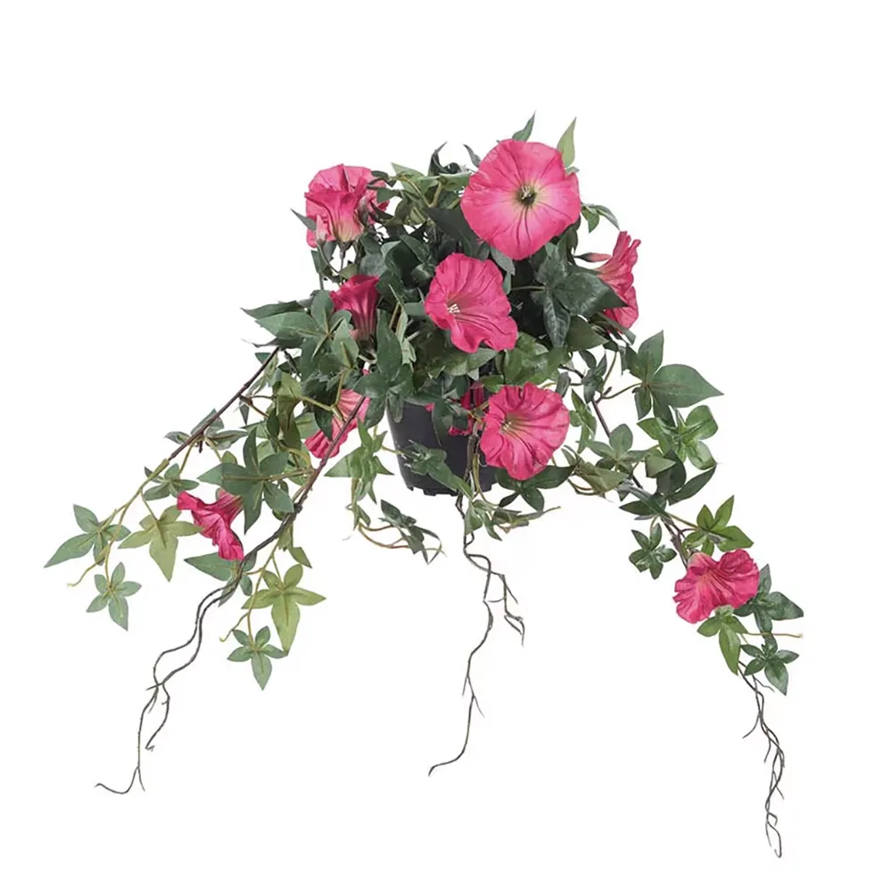 Morning Glory Pinkki