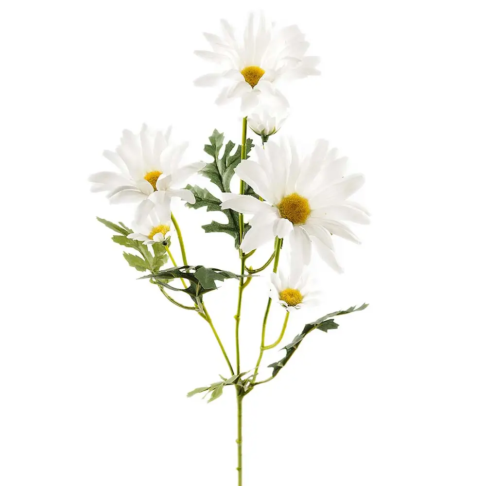 Päivänkakkara leikkokukka 50 cm valkoinen