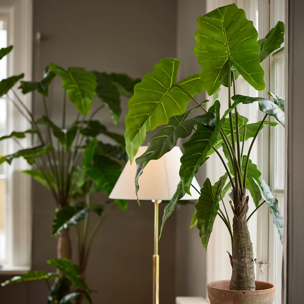  Alocasia Tree 200 cm