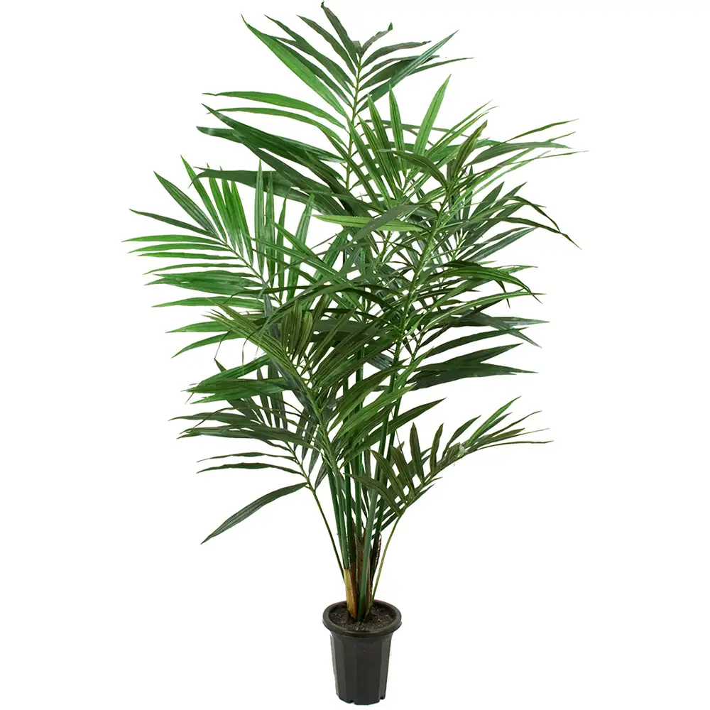 Mr Plant Kentiapalmu 150 cm