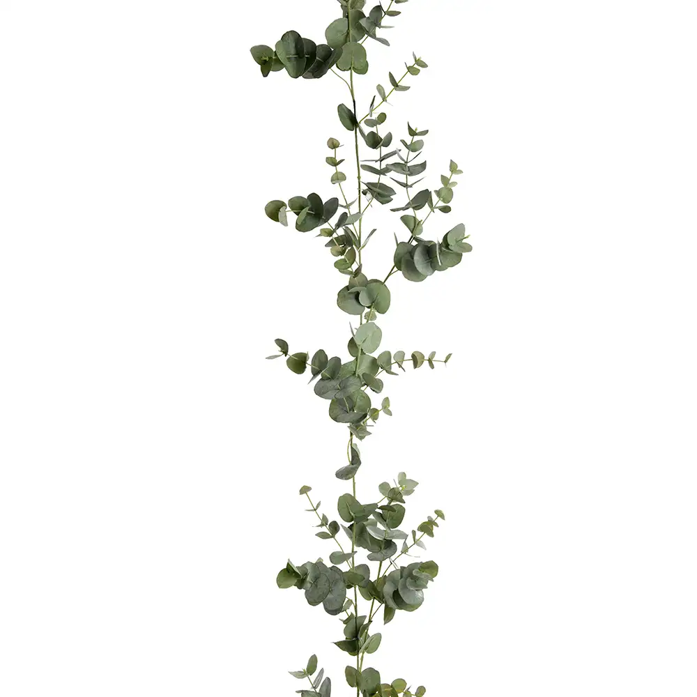 Mr Plant Eukalyptusseppele