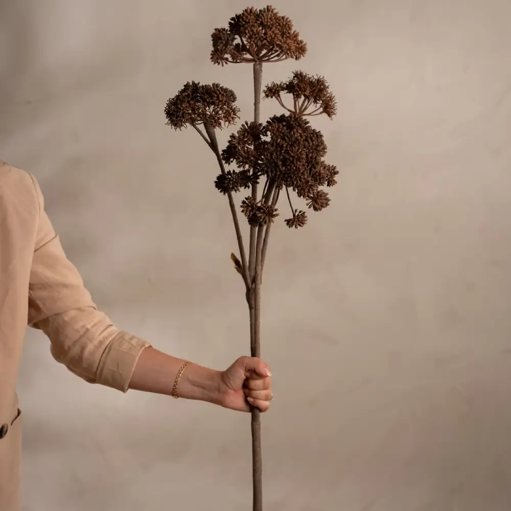Angelica Brown -leikkokasvi 125 cm