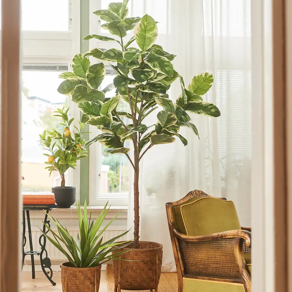 Viikuna Elastica 190 cm 