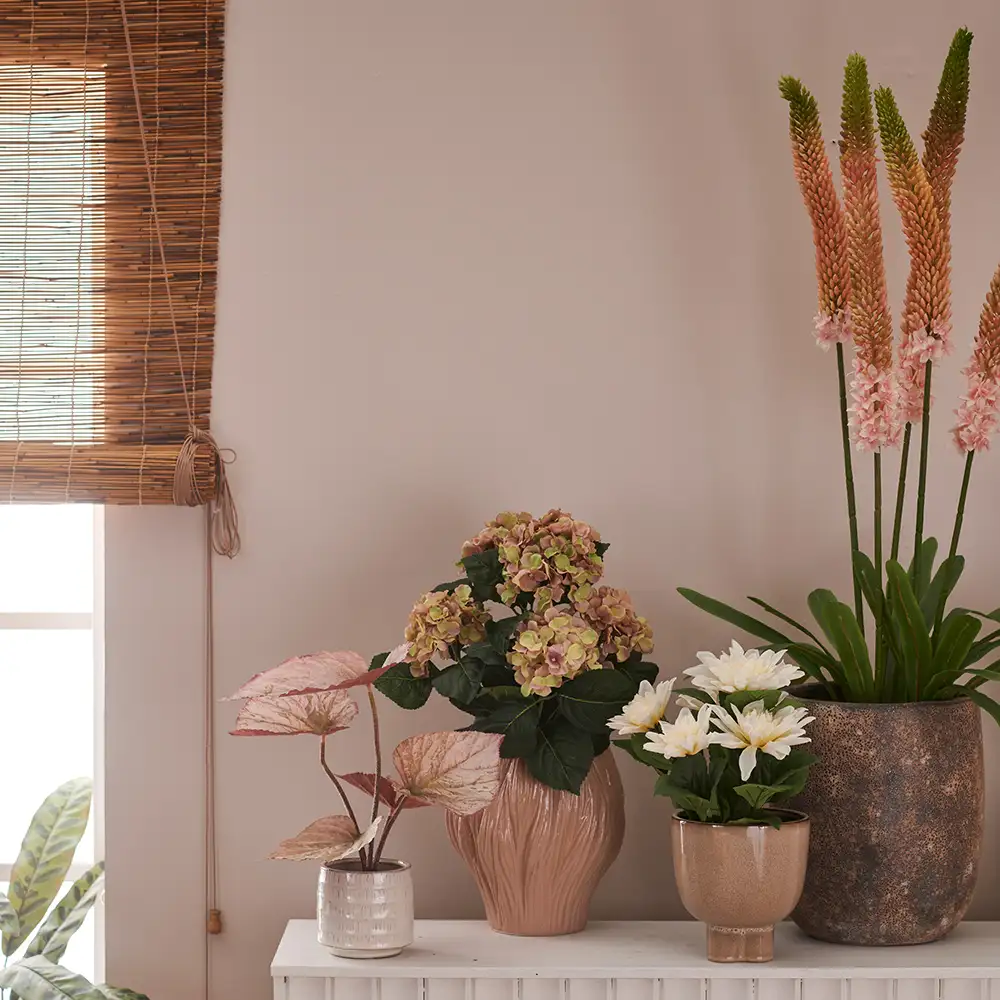 Aroliilia Huonekasvi 95 cm Vaaleanpunainen