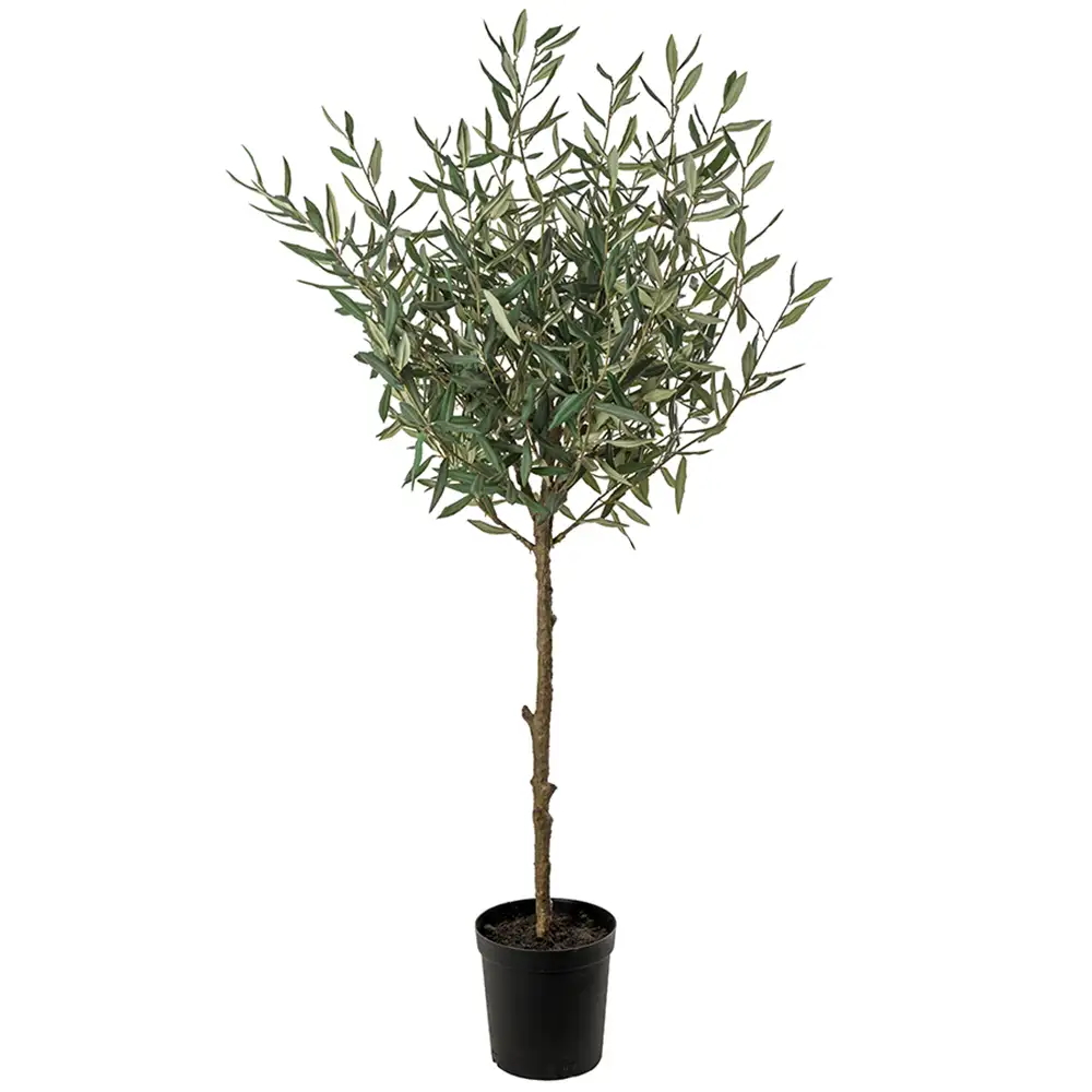 Mr Plant Oliivipuu 150 cm Vihreä