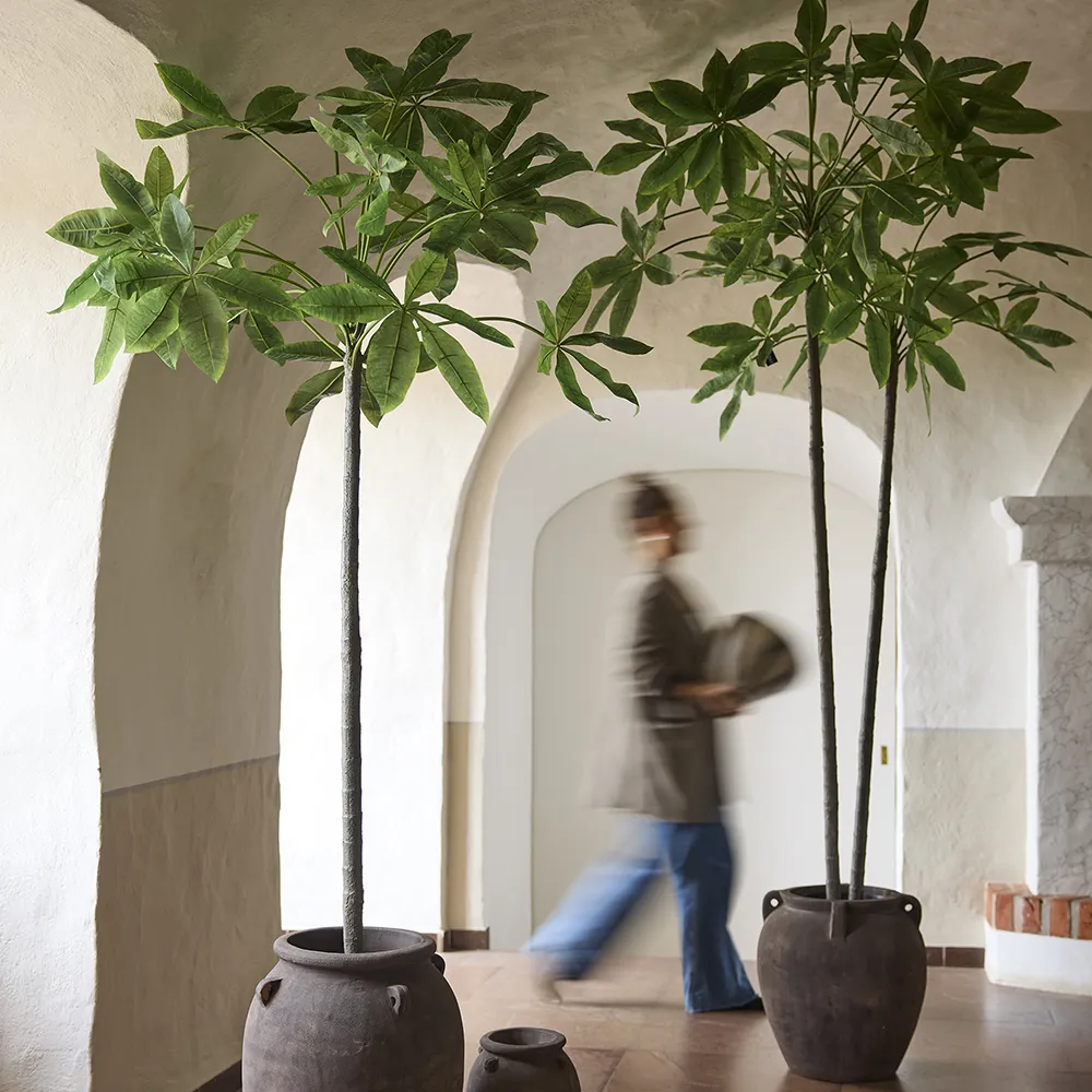  Pachira puu ruukussa 240 cm