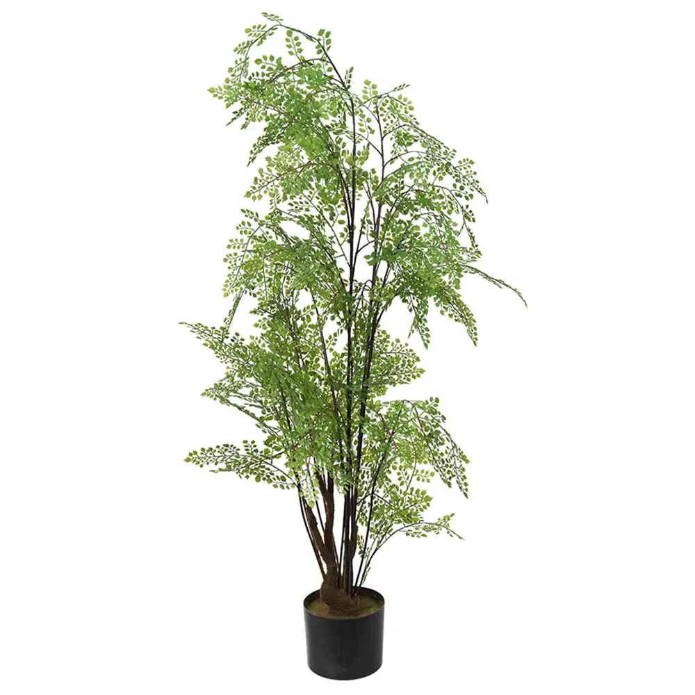 Adiantum Puu 100 cm