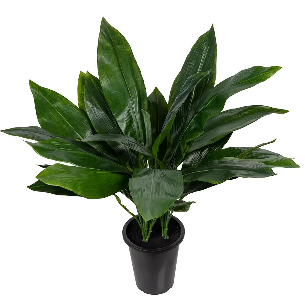 Aspidistra Huonekasvi 75 cm