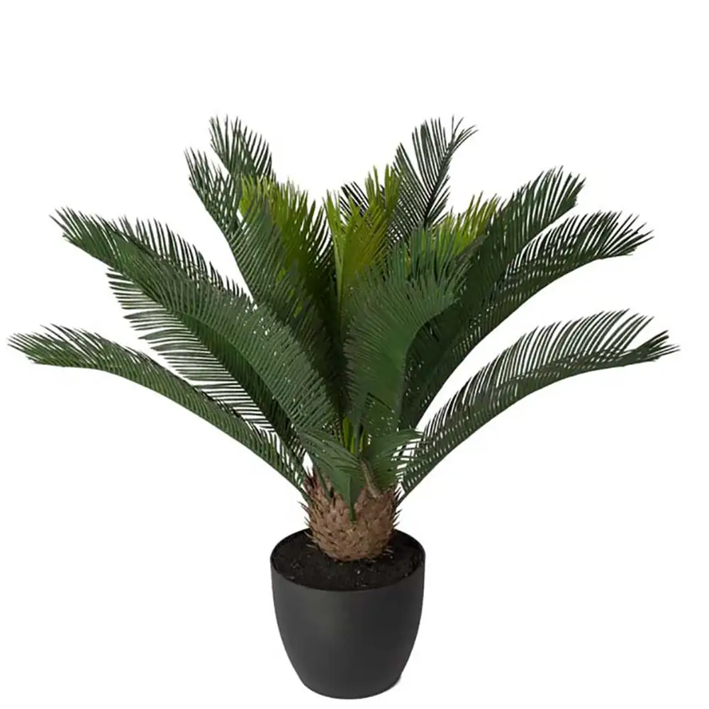 Cycas Huonekasvi 70 cm