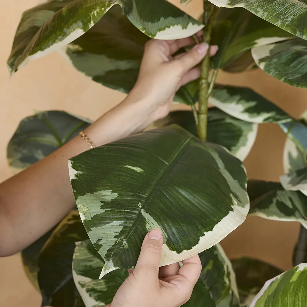 Viikuna Elastica 190 cm 