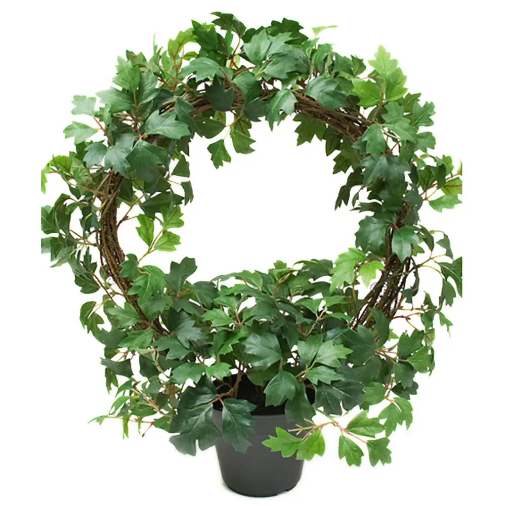 Cissus Huonekasvi 45 cm