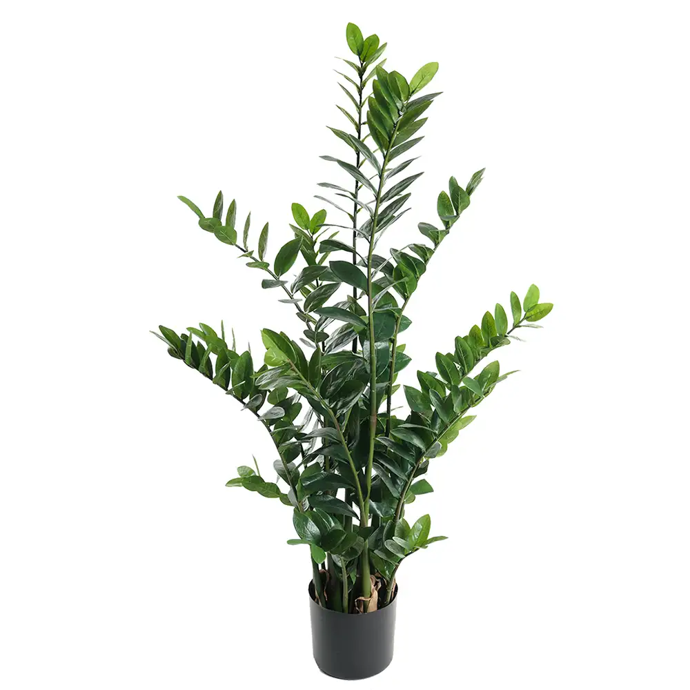 Zamifolia Huonekasvi 130 cm