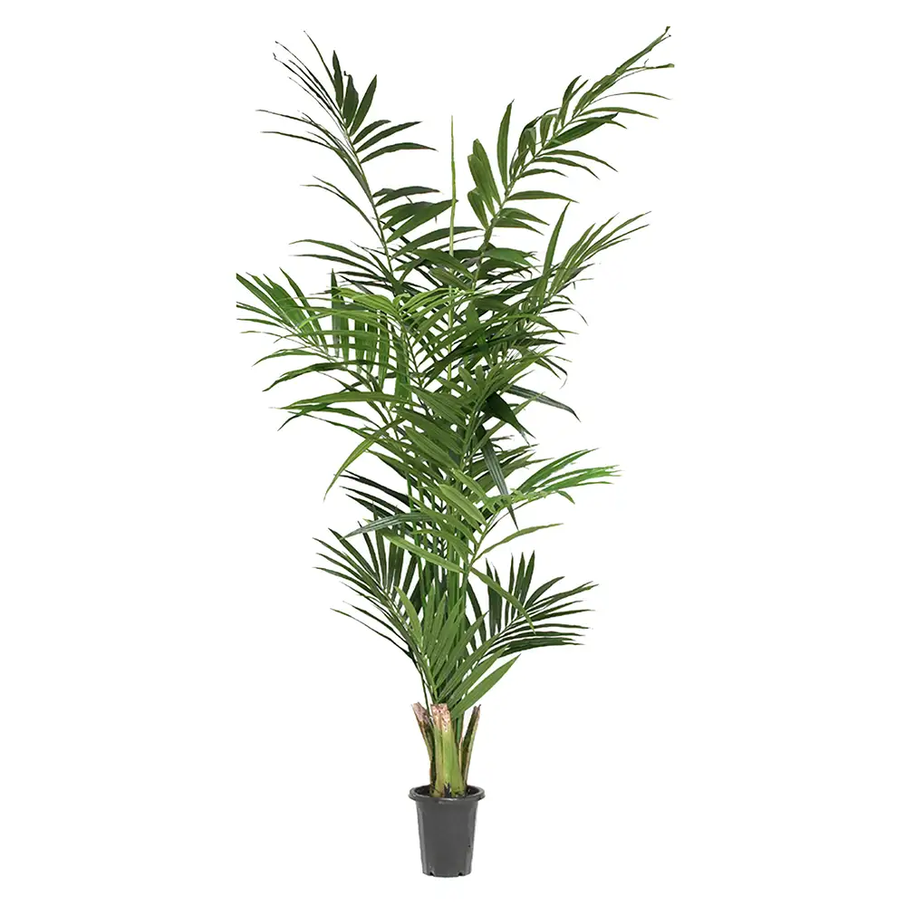 Mr Plant Kentiapalmu 240 cm
