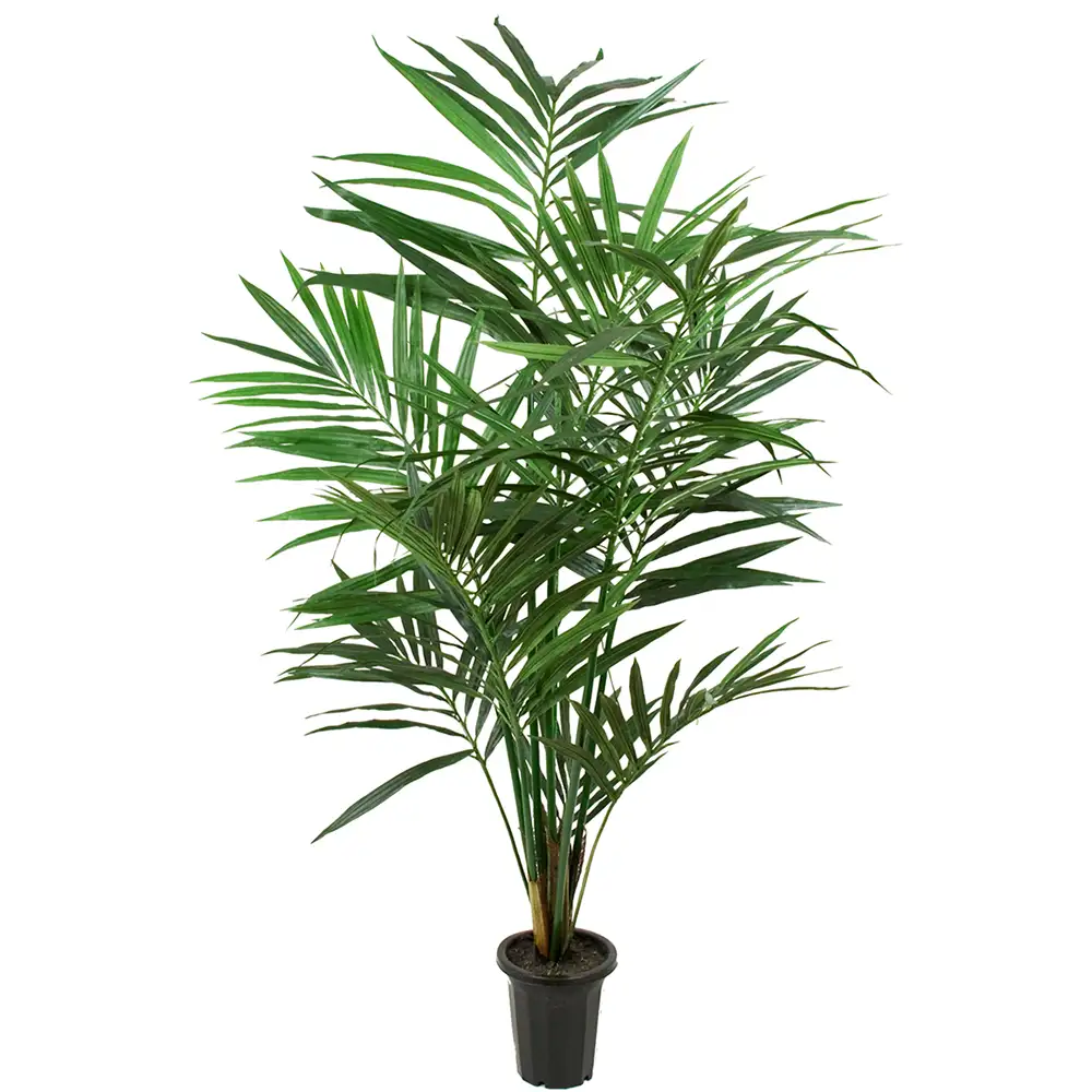 Mr Plant Kentiapalmu 120 cm