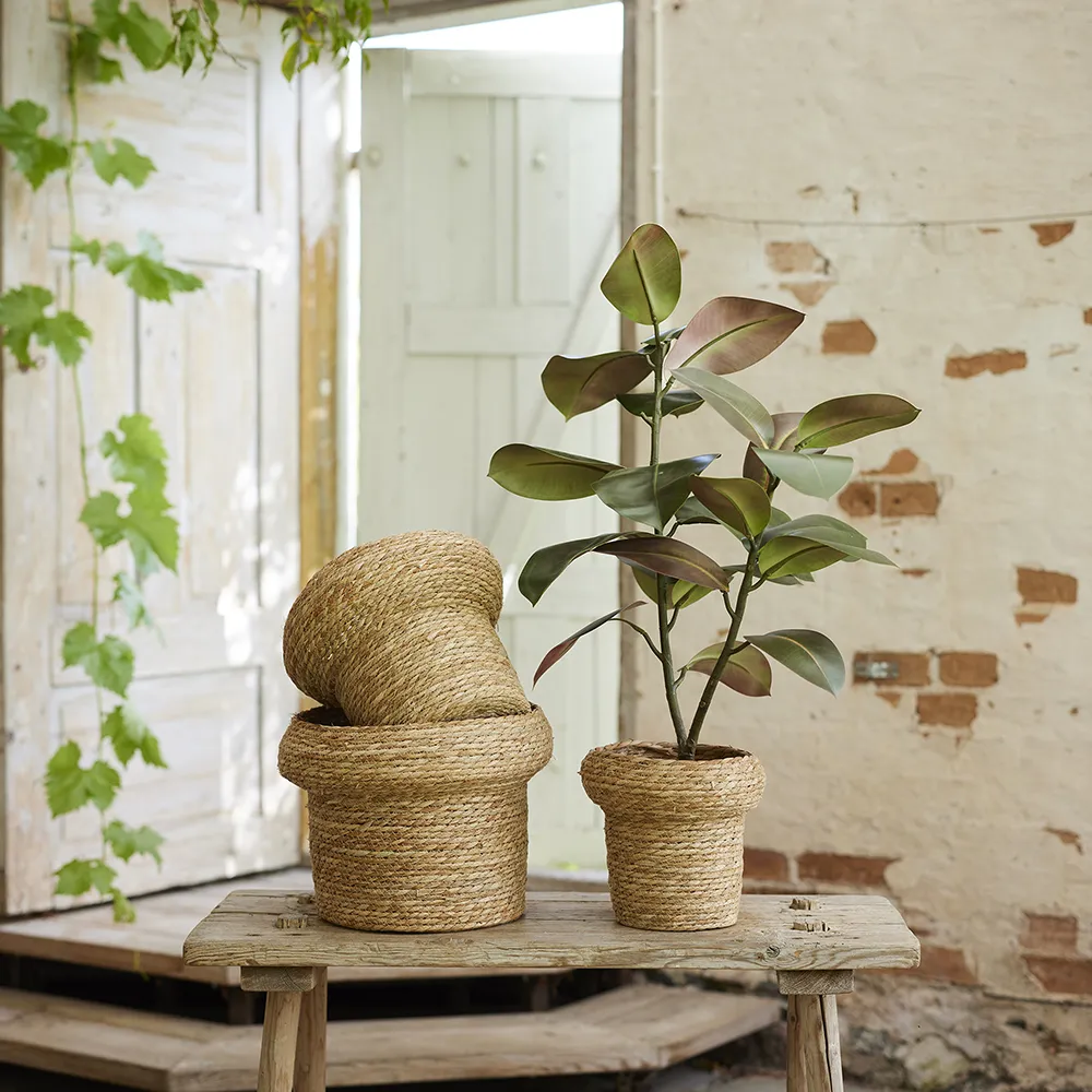 Viikuna Elastica 120 cm 