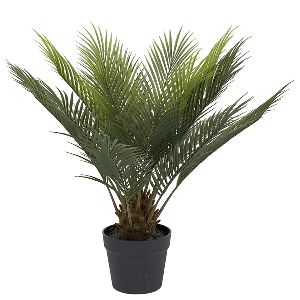Cycas Huonekasvi 60 cm
