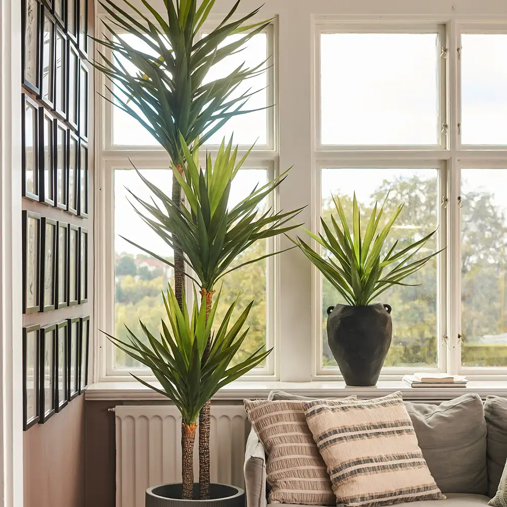 Yucca Rostrata Puu 150 cm