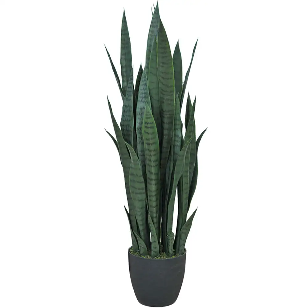 Mr Plant Sansivieria Huonekasvi 100 cm