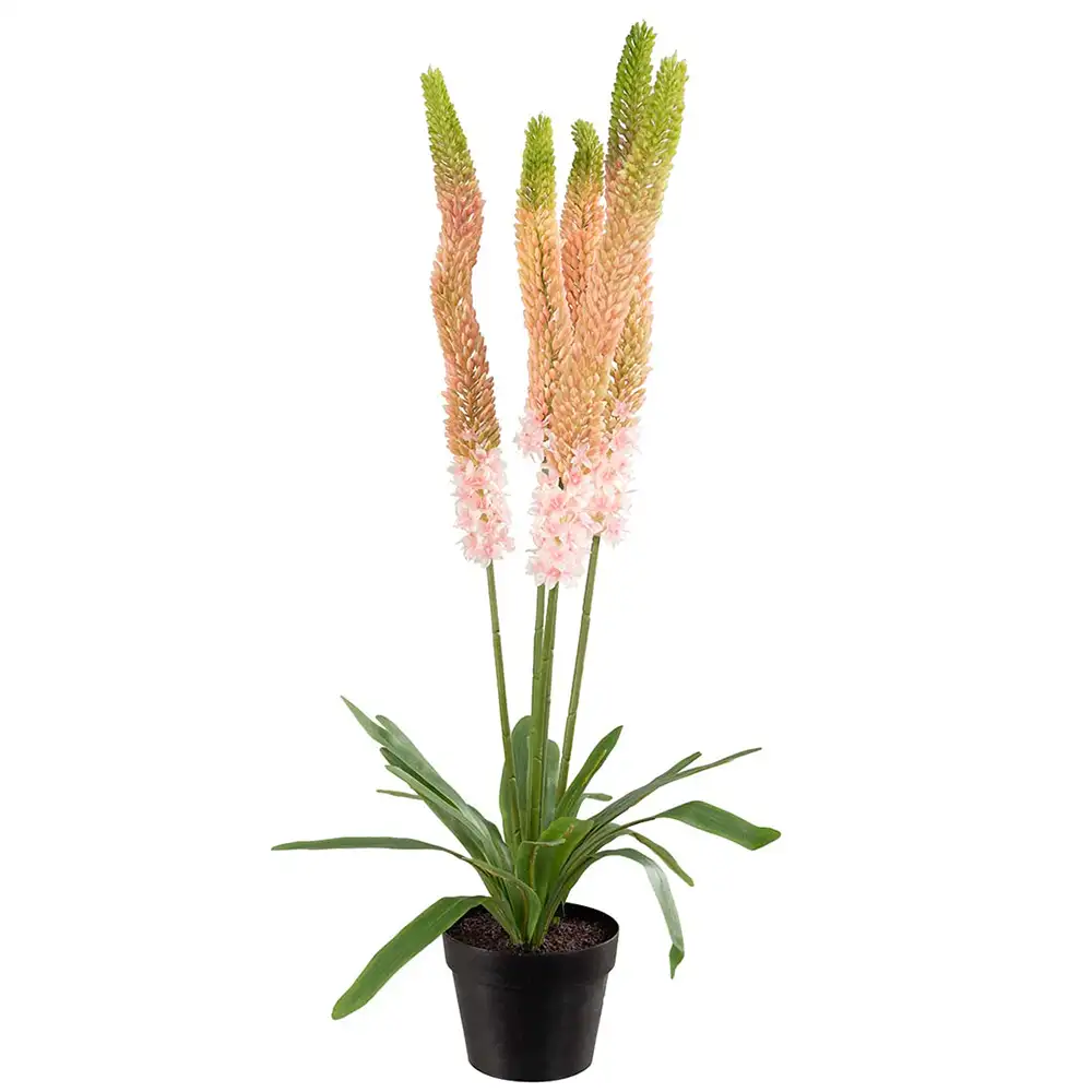 Mr Plant Aroliilia Huonekasvi 95 cm Vaaleanpunainen