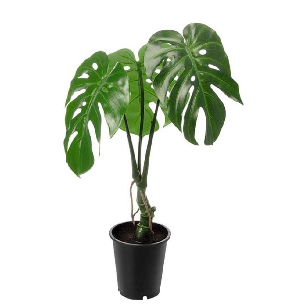 Monstera Vihreä 60 cm