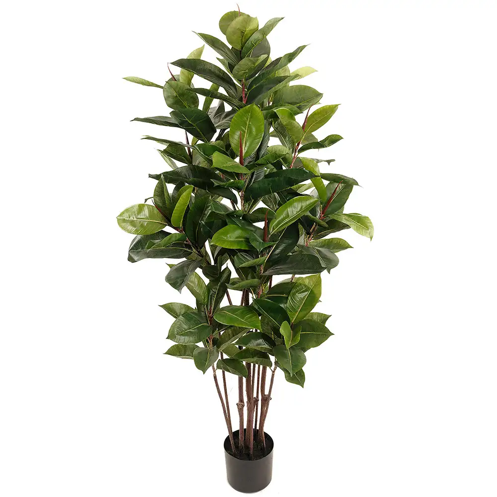 Mr Plant Robusta-viikunapuu 150 cm
