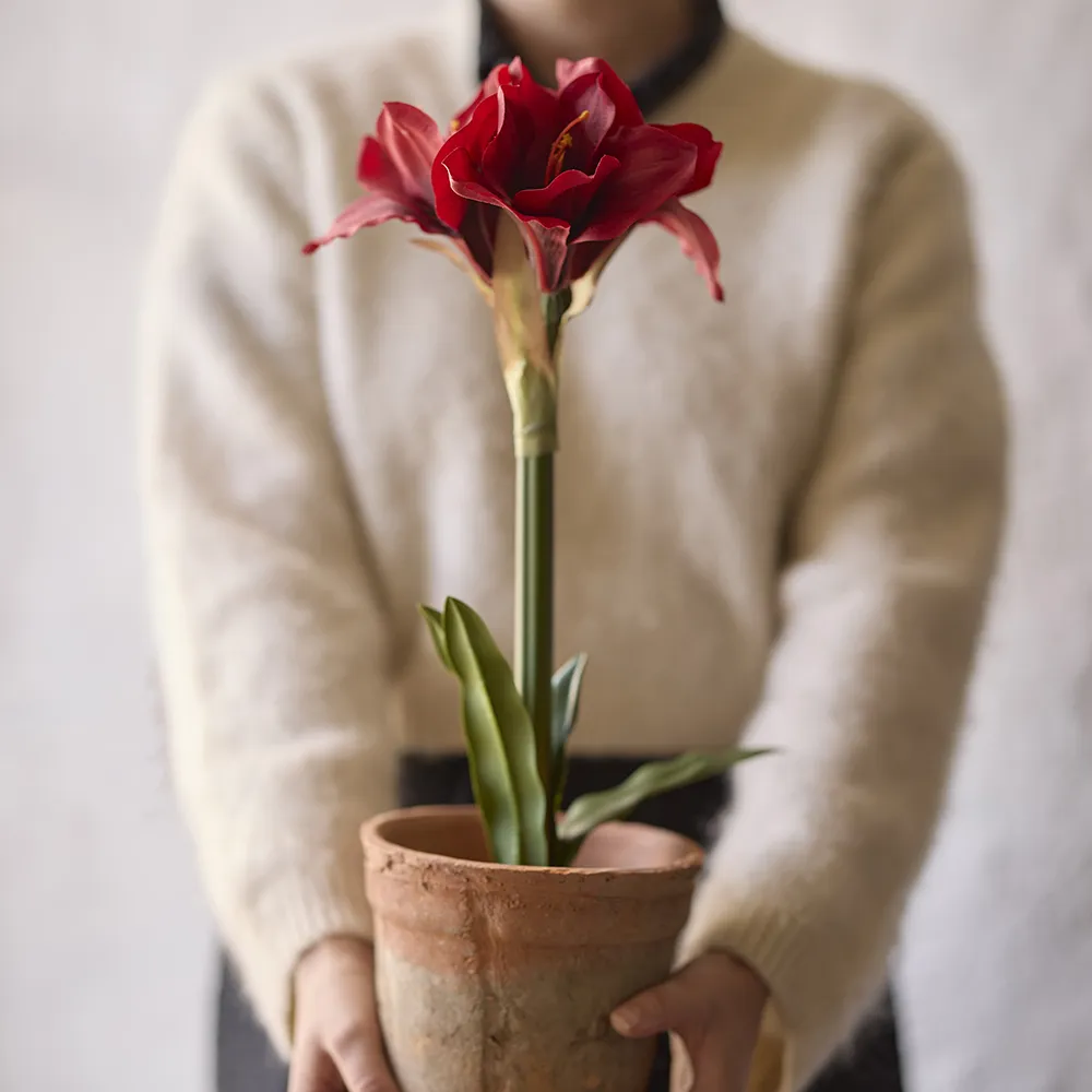 Amaryllis 90 cm Punainen