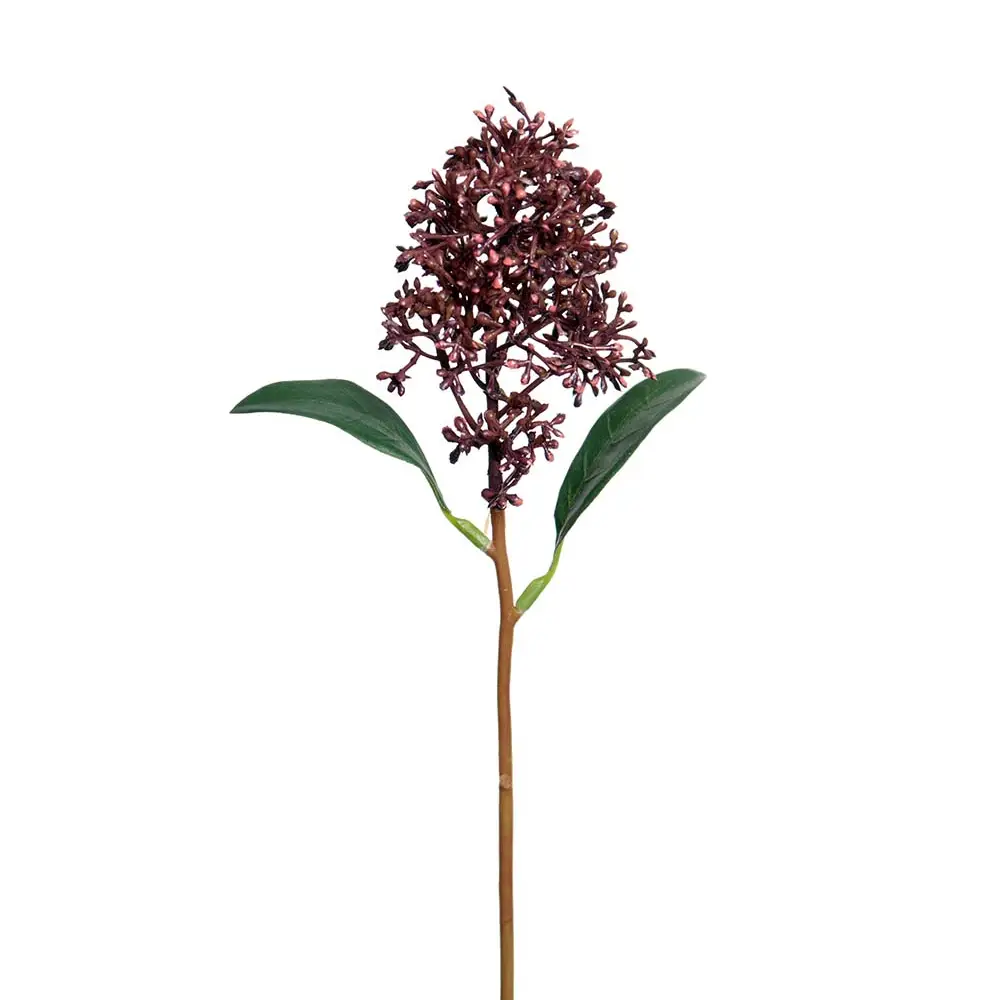 Mr Plant, Skimmia 30 cm leikkokukka
