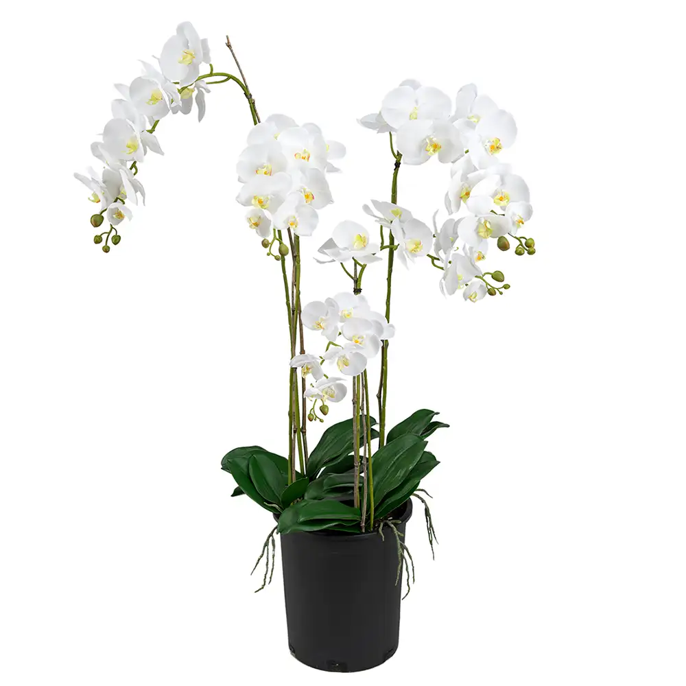 Mr Plant Phalaenopsis Orkidea 130 cm Valkoinen