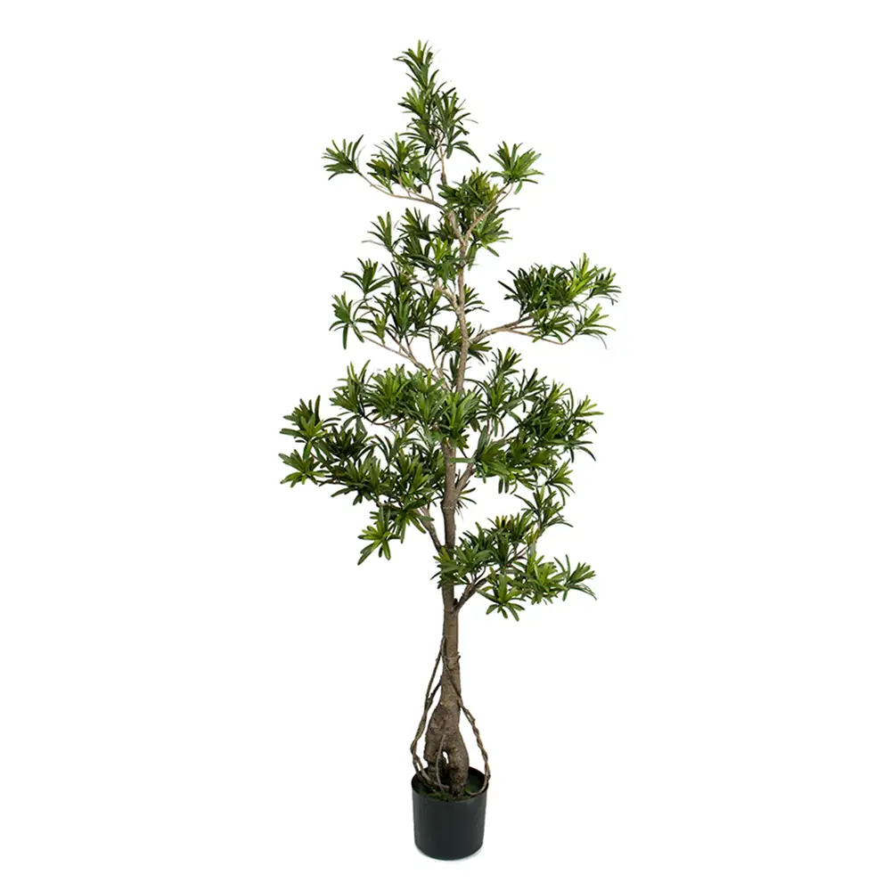 Podocarpus Puu 150 cm