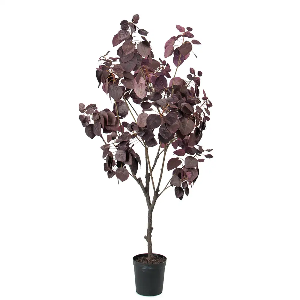 Cotinus Puu 140 cm