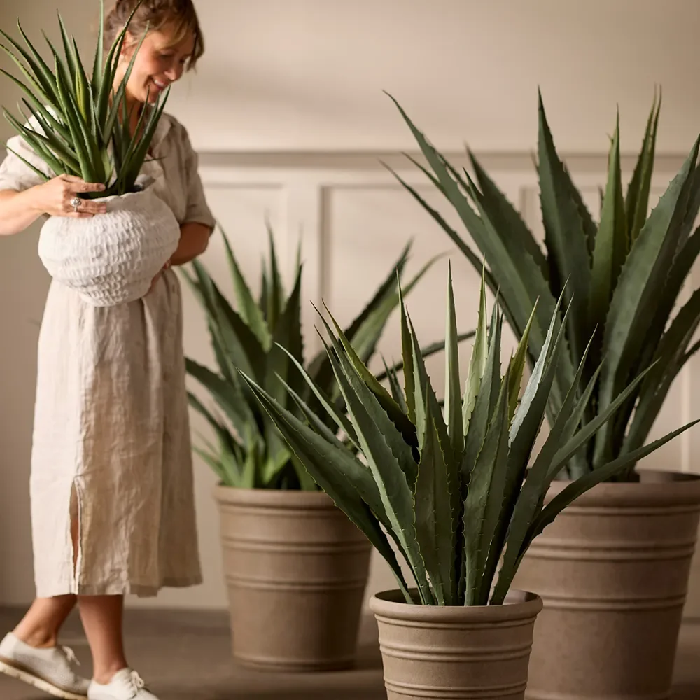 Aloe Huonekasvi 55 cm