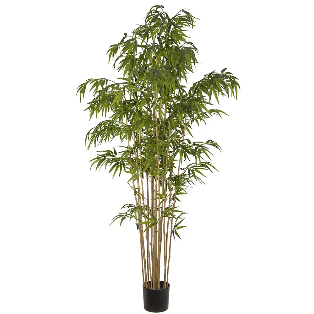 Mr Plant Bambu 210 cm