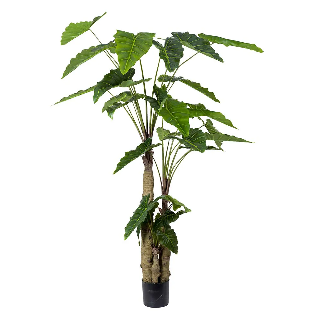 Alocasia Tree 200 cm