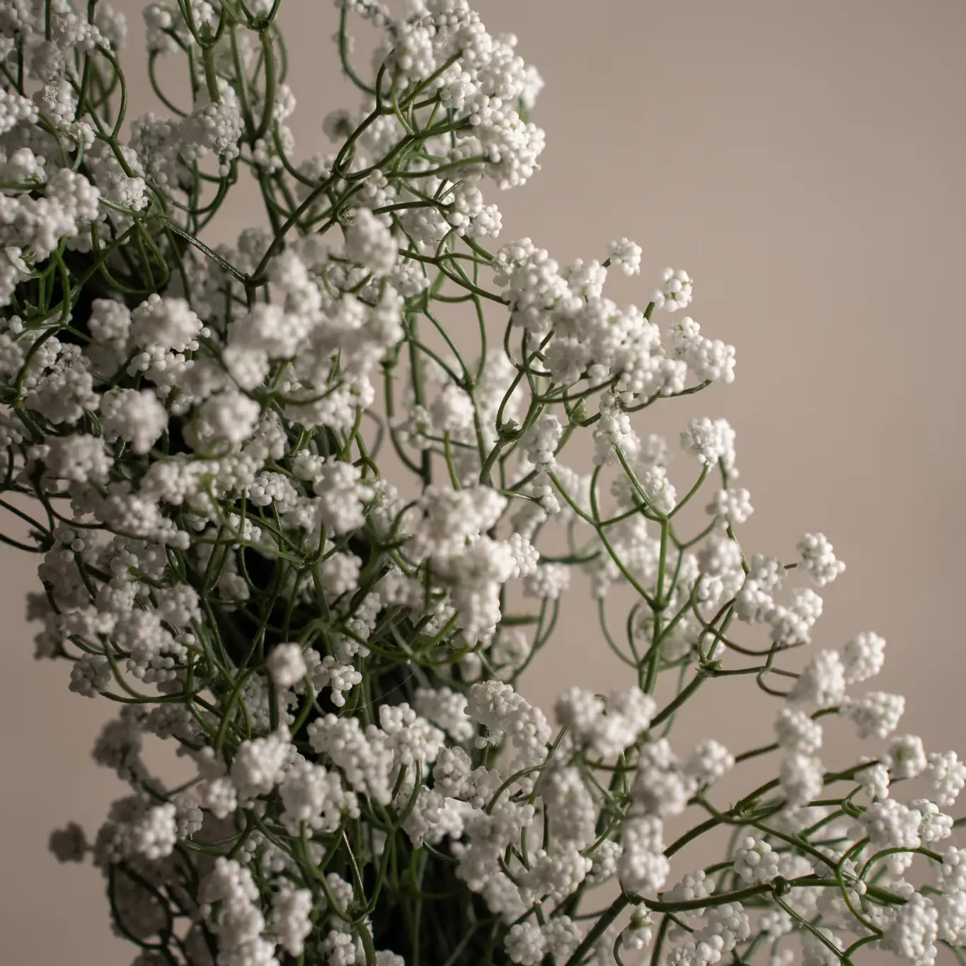 Morsiushuntuseppeli valkoinen