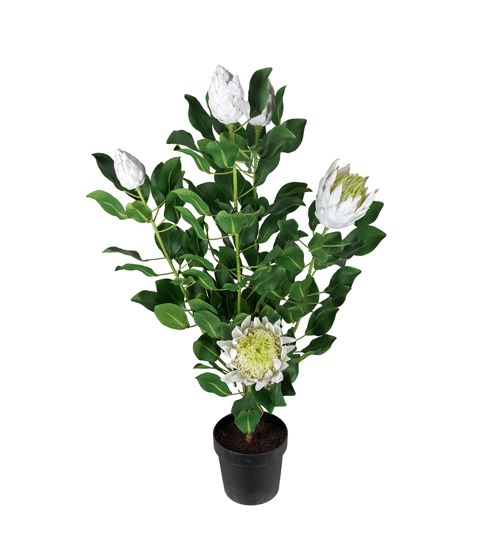 Mr Plant Protea Huonekasvi 120 cm Valkoinen