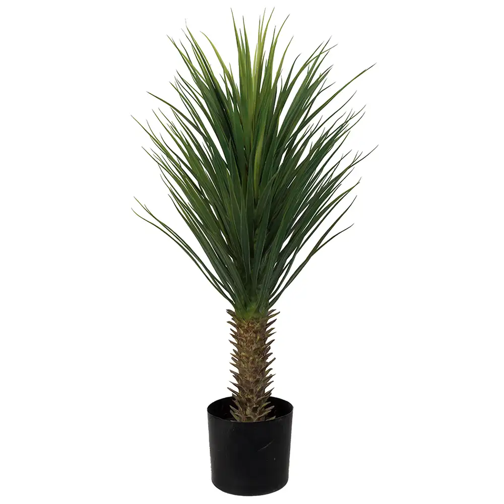 Yucca Rostrata Puu 100 cm
