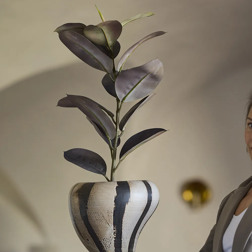  Ficus Elastica Ruukkukasvi 80 cm