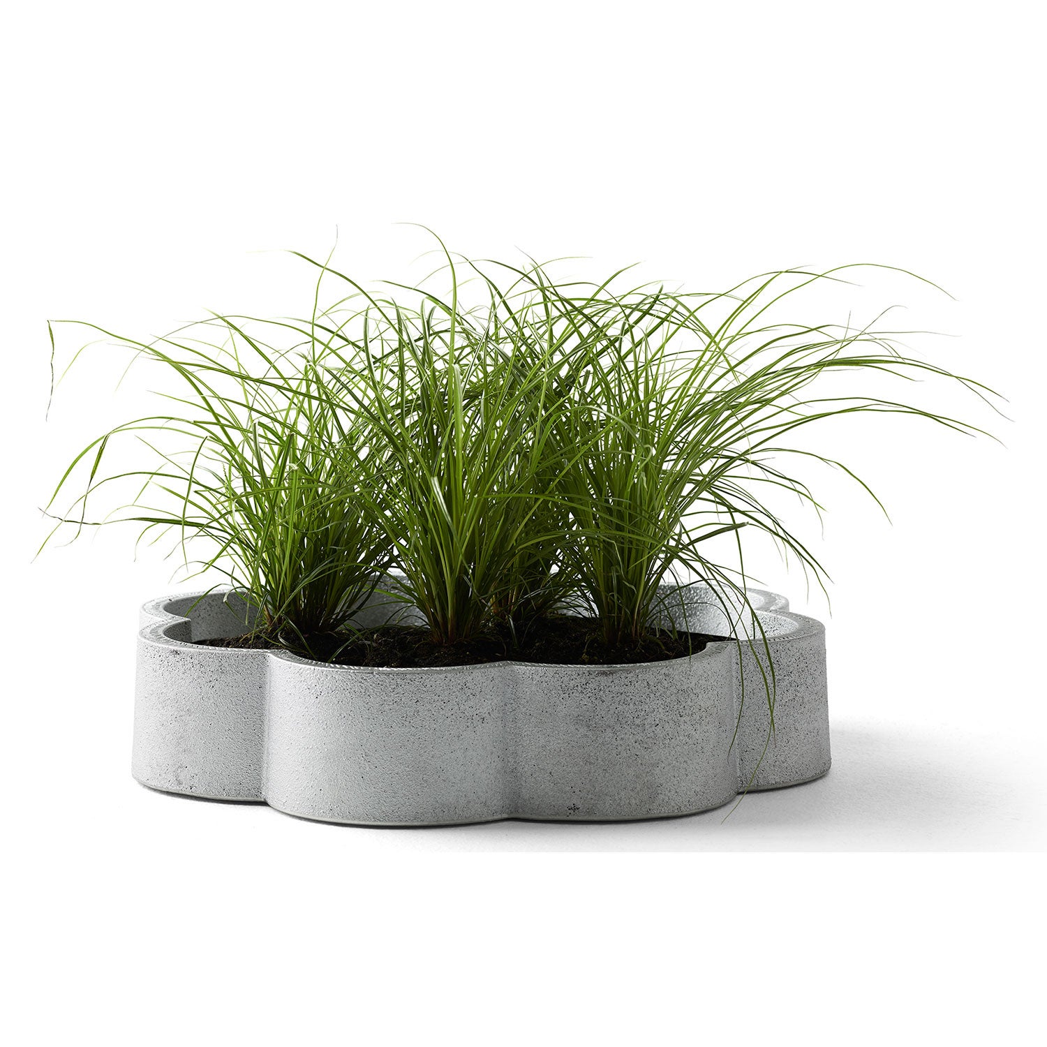 Sigill fat luonnonväri