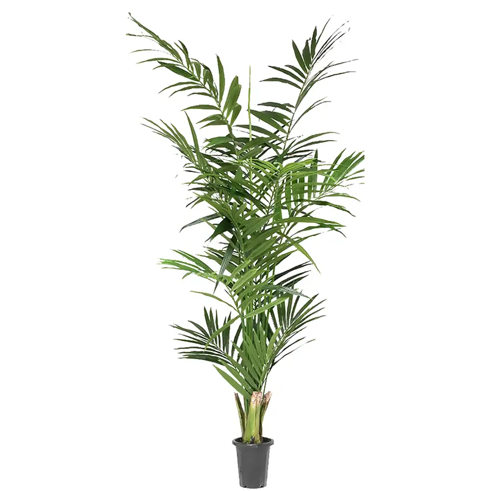 Mr Plant Kentiapalmu 210 cm