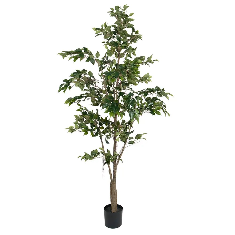 Mr Plant Benjamin Viikuna 210 cm